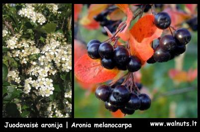 Aronijos Aronijos