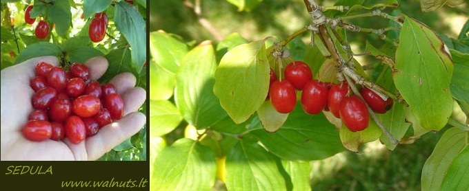 Sedulos Sedulos