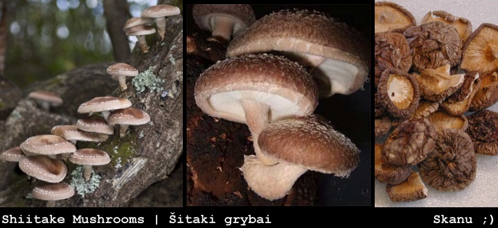 Grybai (�itake)