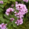 Paprastasis raudon�lis